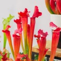 Sarracenia 'Purple Haze'