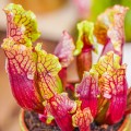 Sarracenia 'Mitchelliana'