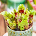 Sarracenia purpurea ssp. venosa