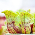 Sarracenia purpurea ssp. venosa