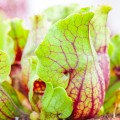 Sarracenia purpurea ssp. venosa
