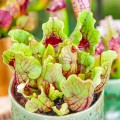 Sarracenia purpurea ssp. venosa