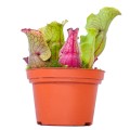 Sarracenia purpurea ssp. venosa