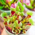 Sarracenia purpurea ssp. venosa
