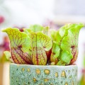 Sarracenia purpurea ssp. venosa