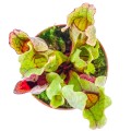 Sarracenia purpurea ssp. venosa