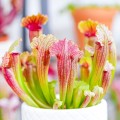 Sarracenia 'Fiona'