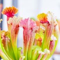 Sarracenia 'Fiona'