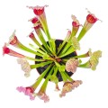Sarracenia 'Fiona'