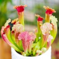 Sarracenia 'Fiona'