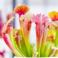 Sarracenia 'Fiona'