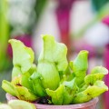 Sarracenia purpurea ssp. venosa ~ M