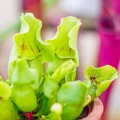 Sarracenia purpurea ssp. venosa ~ M