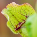 Sarracenia purpurea ssp. venosa ~ M