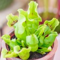 Sarracenia purpurea ssp. venosa ~ M