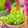 Sarracenia purpurea ssp. venosa ~ M