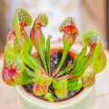 Sarracenia purpurea hybride