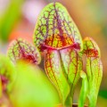 Sarracenia purpurea hybride