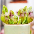 Sarracenia purpurea hybride