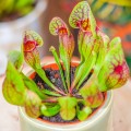 Sarracenia purpurea hybride