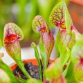 Sarracenia purpurea hybride