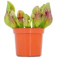 Sarracenia purpurea hybride