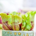 Sarracenia purpurea ssp. venosa