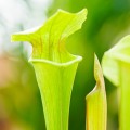 Sarracenia 'Tygo'