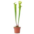 Sarracenia 'Tygo'