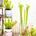 Sarracenia 'Tygo'