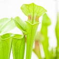 Sarracenia 'Tygo'