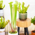 Sarracenia 'Tygo'