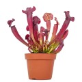 Sarracenia 'Tess'