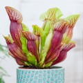 Sarracenia purpurea hybride