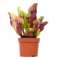 Sarracenia purpurea hybride