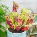 Sarracenia purpurea hybride