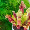Sarracenia purpurea hybride