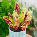 Sarracenia purpurea hybride