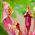Sarracenia 'Mitchelliana'