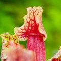 Sarracenia 'Mitchelliana'