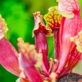 Sarracenia 'Mitchelliana'
