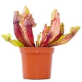 Sarracenia 'Mitchelliana'