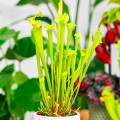 Sarracenia flava 'Redneck' ~ 35cm