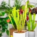 Sarracenia flava 'Redneck' ~ 35cm