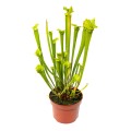 Sarracenia flava 'Redneck' ~ 35cm