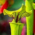 Sarracenia flava 'Redneck' ~ 35cm