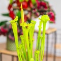 Sarracenia flava 'Redneck' ~ 35cm