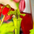 Sarracenia flava 'Redneck' ~ 35cm