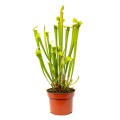 Sarracenia flava 'Redneck' ~ 35cm