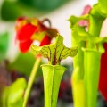Sarracenia flava 'Redneck' ~ 35cm
